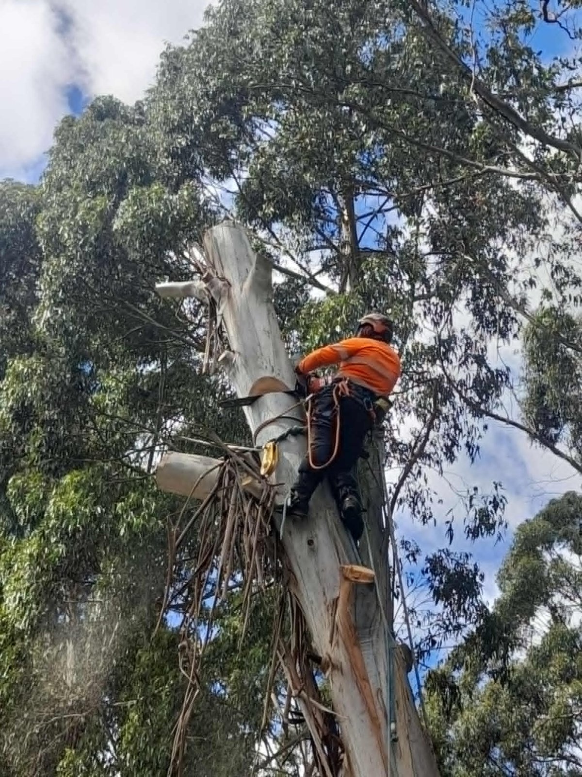 Arborist removing a tall eucalyptus spar