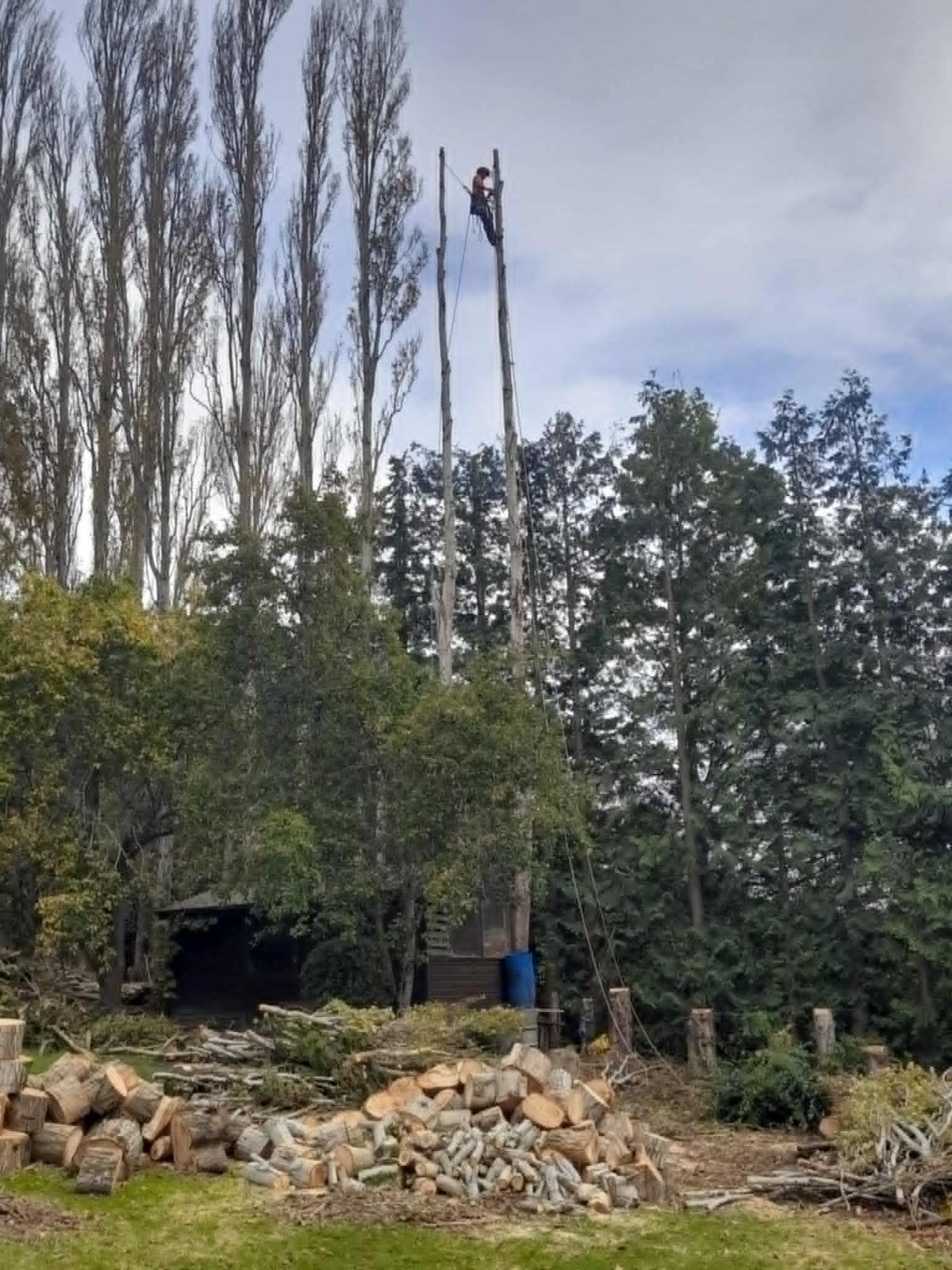 Tall poplar taken down in sections with stacked firewood