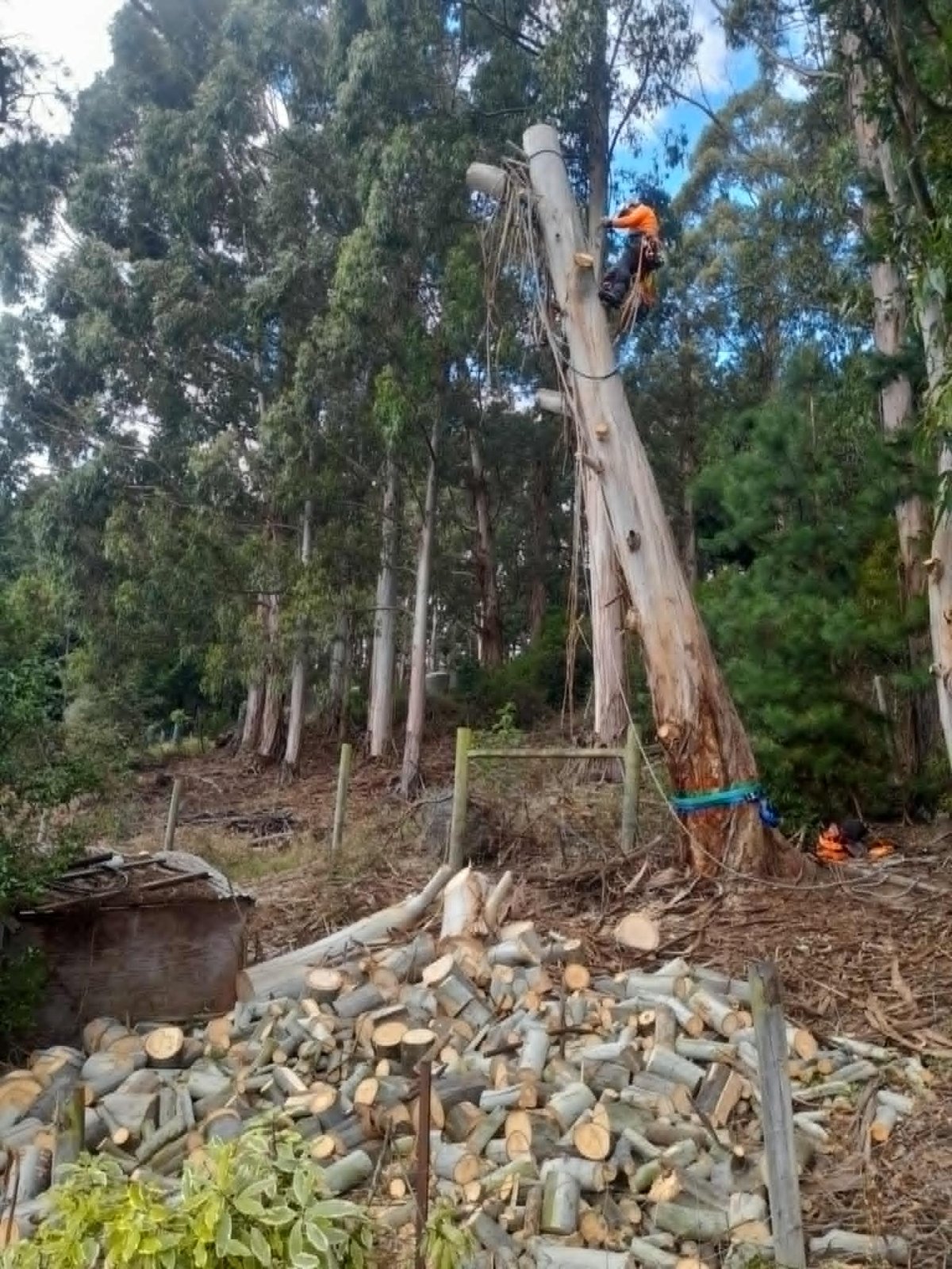 Eucalyptus removal in a forest setting with firewood cut on site